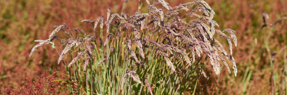 CINNAMON GRASS Hierochloe redolens, Falkland Islands